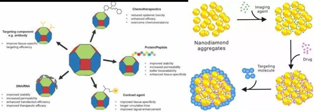 大咖來了：中科院理化所只金芳研究員帶您挖掘納米金剛石生物醫(yī)藥領域應用前景