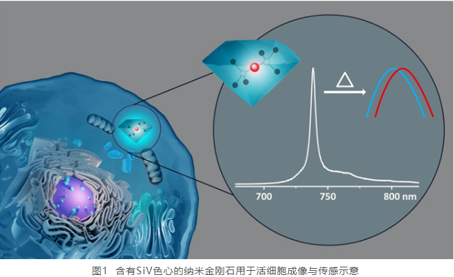 北京量子信息科學(xué)研究院在納米金剛石生物量子傳感研究中取得新進(jìn)展